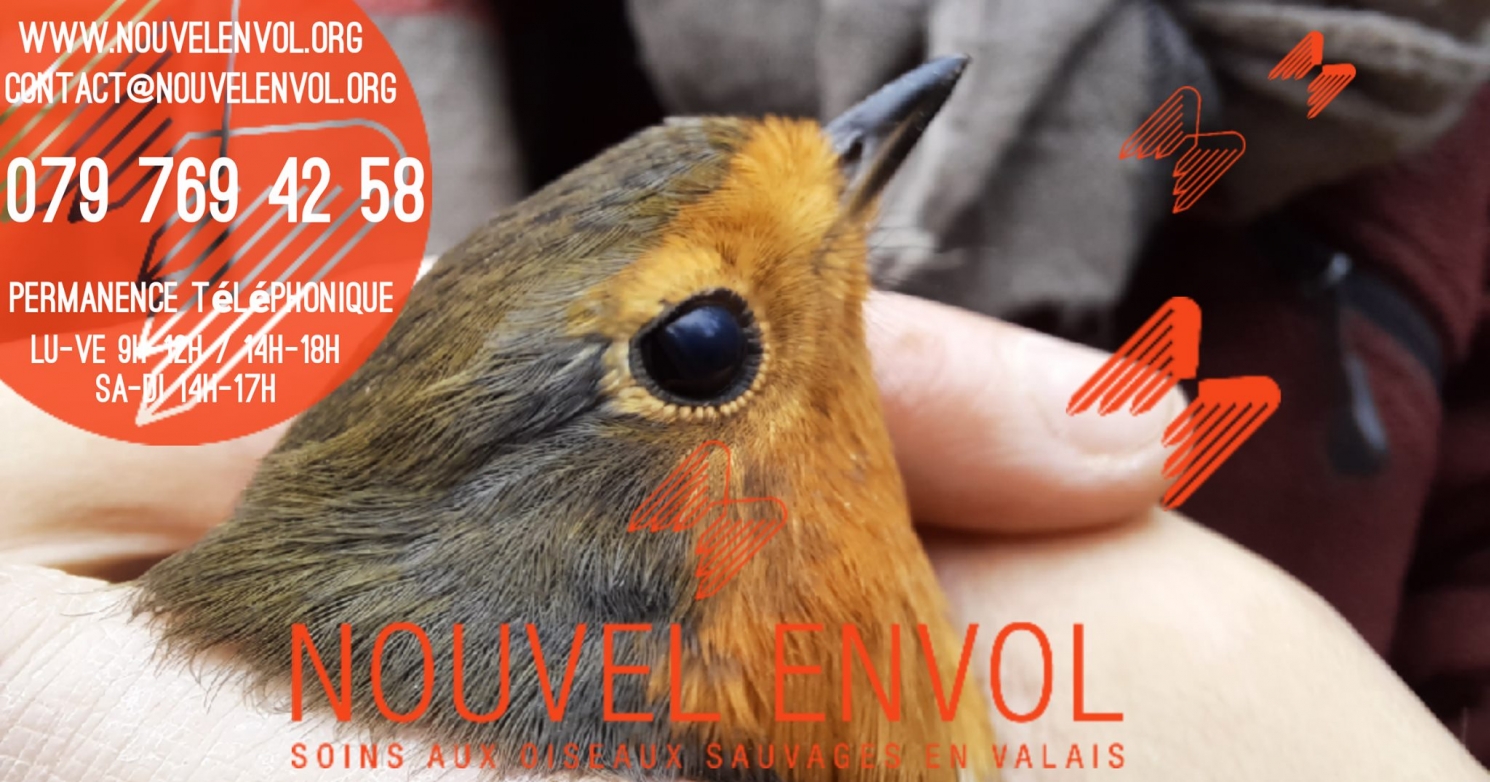 Nouvel envol – Station de soins aux oiseaux sauvages en Valais